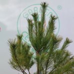 Borovica himalájska (Pinus wallichiana) ´WALLICHIANA´ – výška 180–200 cm, kont. C30L (nepichľavá)